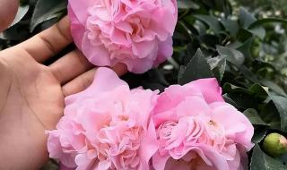 香香公主化妆品 香香公主化妆品