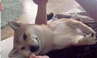 学生手机被缴怎么维护自己的权利（班主任还把手机砸了） 学校组织学生砸手机