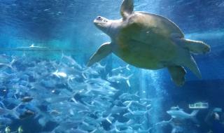 小梅沙海洋世界 小梅沙海洋世界