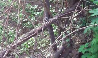 沈阳全运会 沈阳全运会