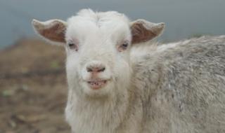 送小羊回家1 送小羊回家1