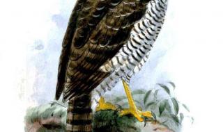 马达加斯加3主题曲