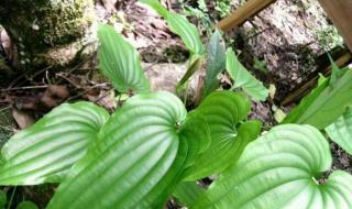 国家对农村田亩是多少钱一亩 三农补贴一亩多少钱