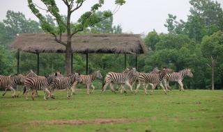 上海动物园好玩吗